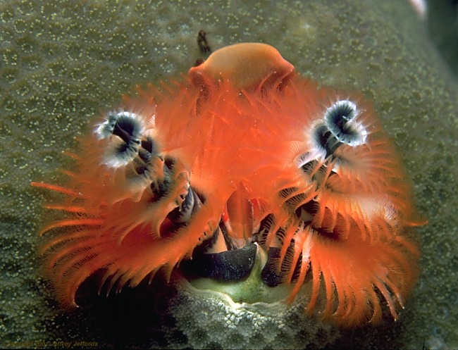 chr-tree-worm1