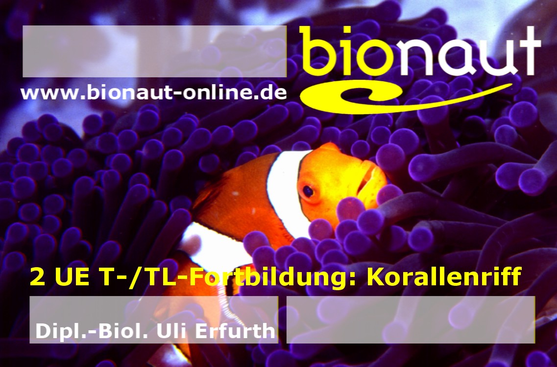 einkleber-korallenrif