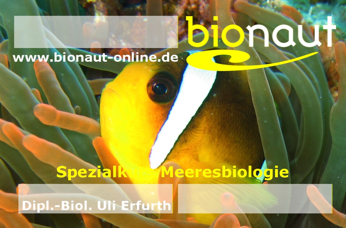 einkleber-korallenriff3