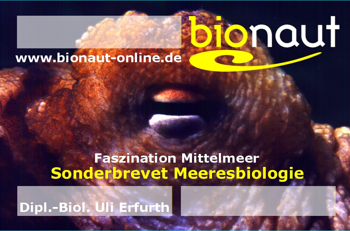 einkleber-mb-mittelmeer