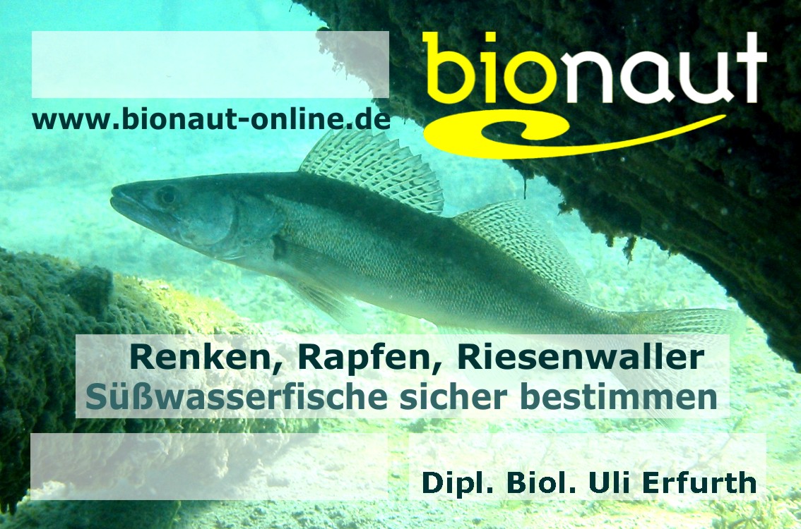 susswasser2