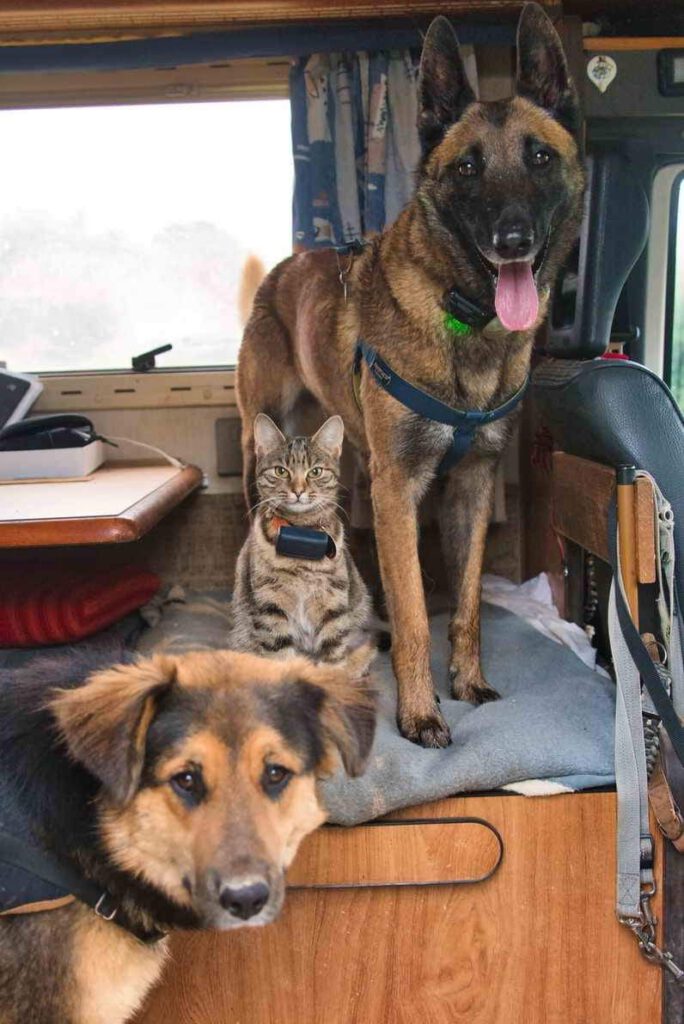 The Gang