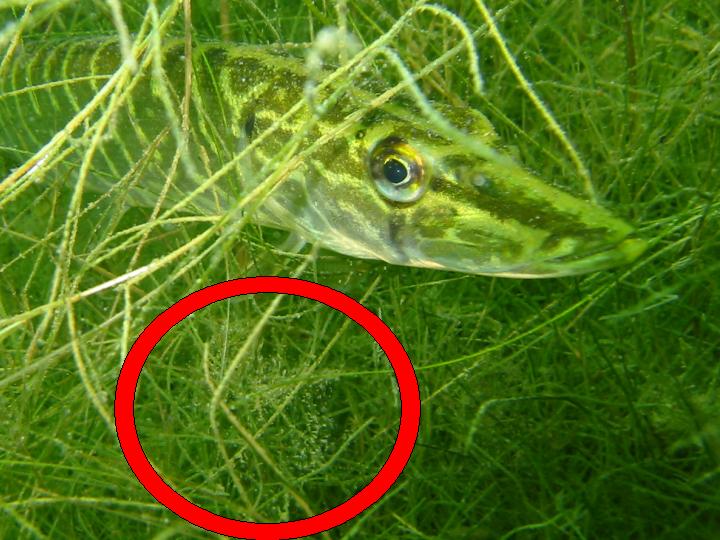 süßwasserbiologie bionaut c uli erfurth 13 süßwasserbiologie bionaut c uli erfurth 13