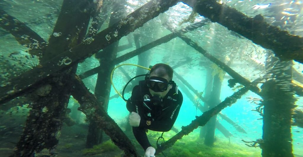 uli erfurth diving
