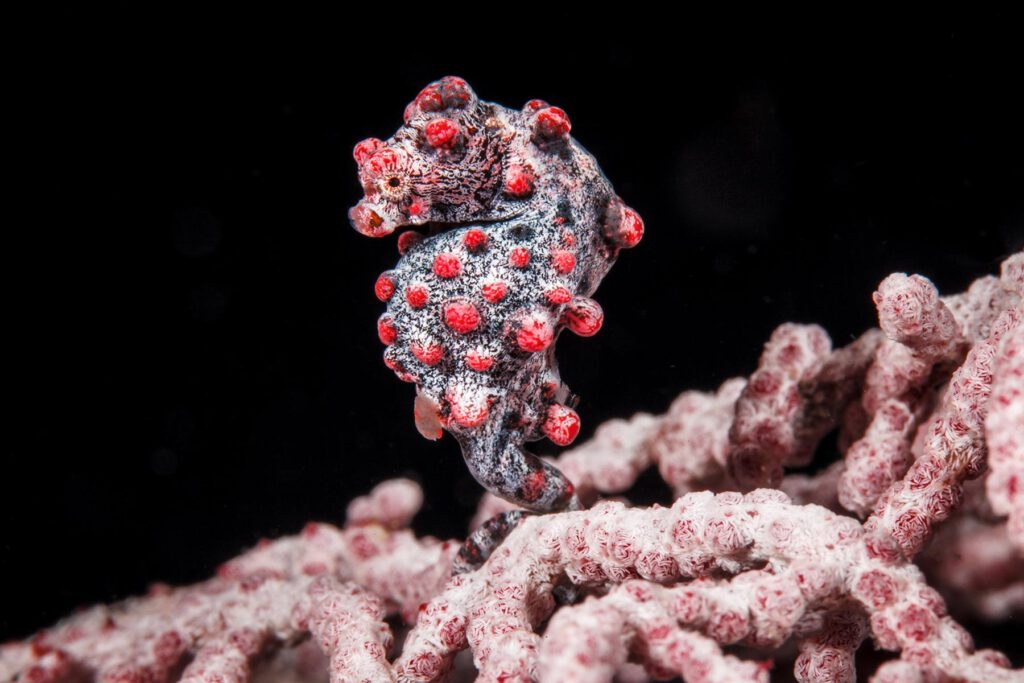 pygmy pygmy